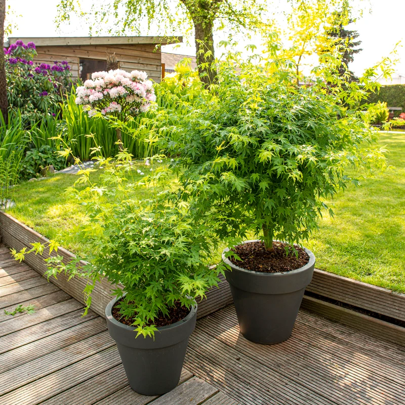 Acer palmatum (Japanischer Fächerahorn) (S)