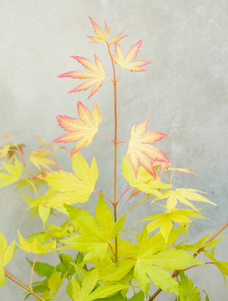 Acer palmatum (Japanischer Fächerahorn) (S)