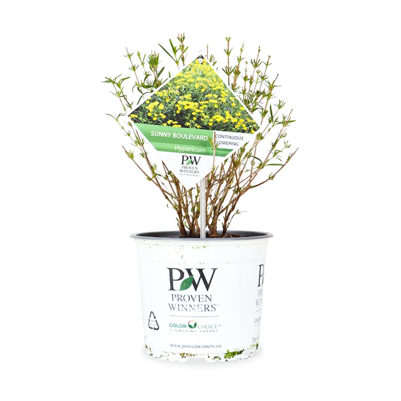 Hypericum "sunny boulevard" (Echtes Johanniskraut) (S)