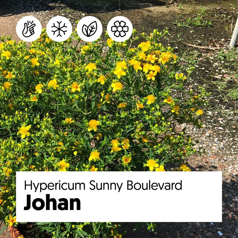 Hypericum "sunny boulevard" (Echtes Johanniskraut) (S)