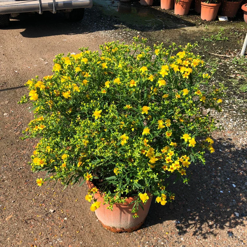 Hypericum "sunny boulevard" (Echtes Johanniskraut) (S)