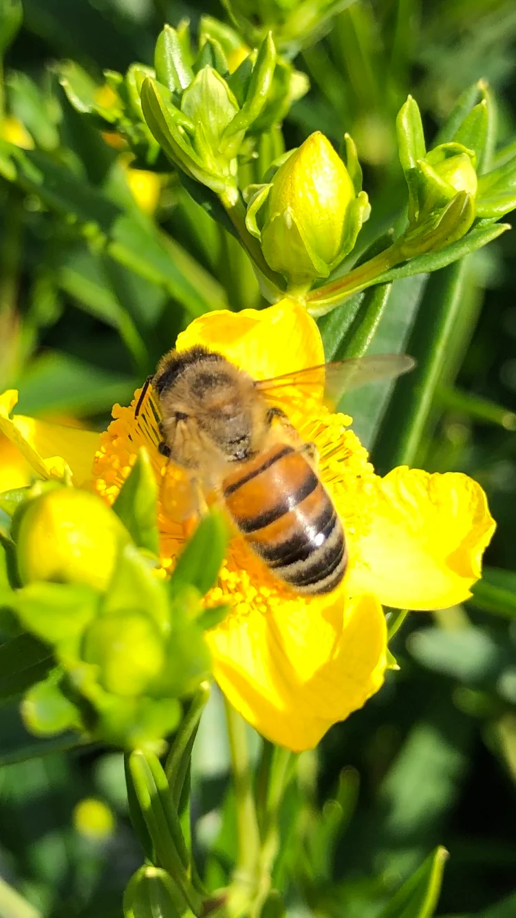Hypericum "sunny boulevard" (Echtes Johanniskraut) (S)
