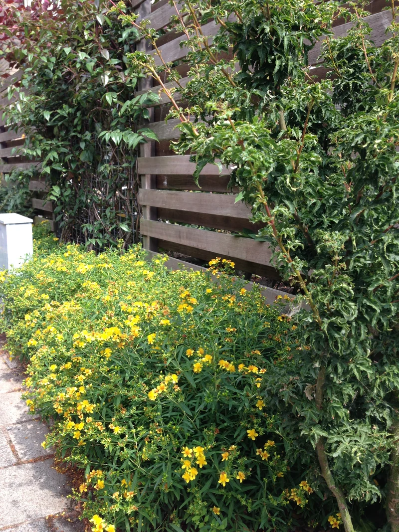 Hypericum "sunny boulevard" (Echtes Johanniskraut) (S)