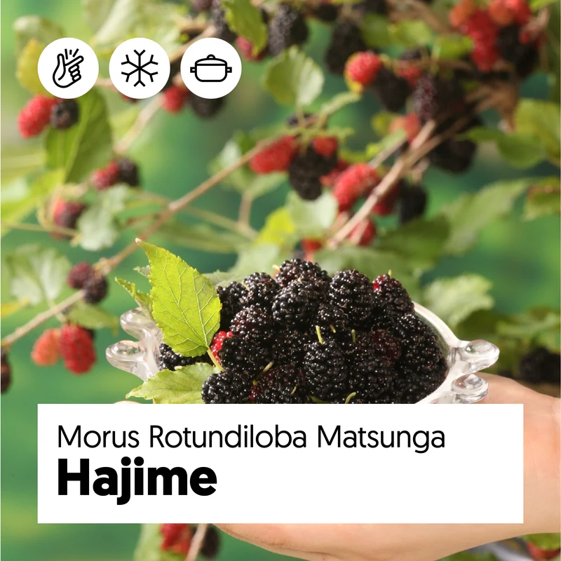Morus rotundiloba matsunga "mojo Berrie" (Zwerg-Maulbeere) (M)