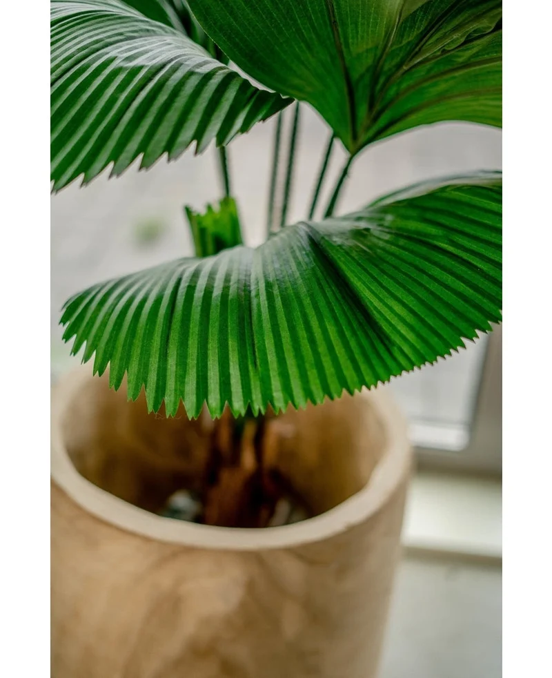 Kunstplant Lucuala Grandis 120 cm
