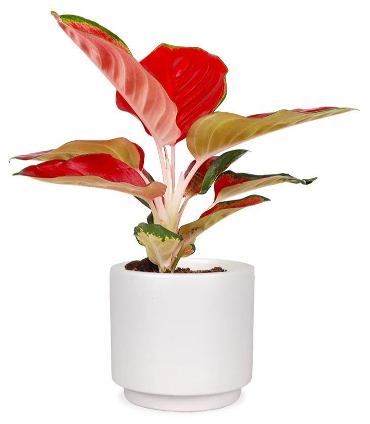 Aglaonema red star (Kolbenfaden) (S)
