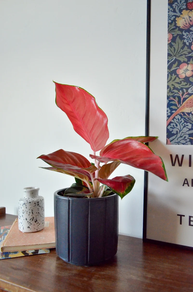 Aglaonema red star (Kolbenfaden) (S)