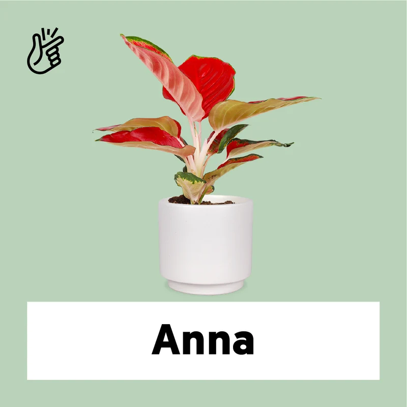 Aglaonema red star (Kolbenfaden) (S)