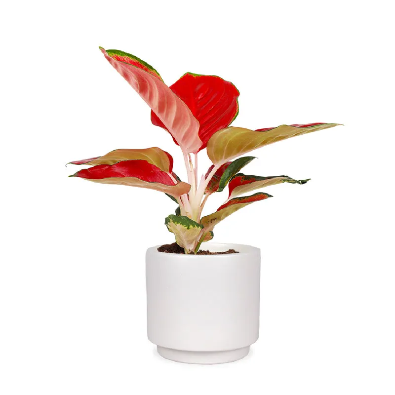 Aglaonema red star (Kolbenfaden) (S)