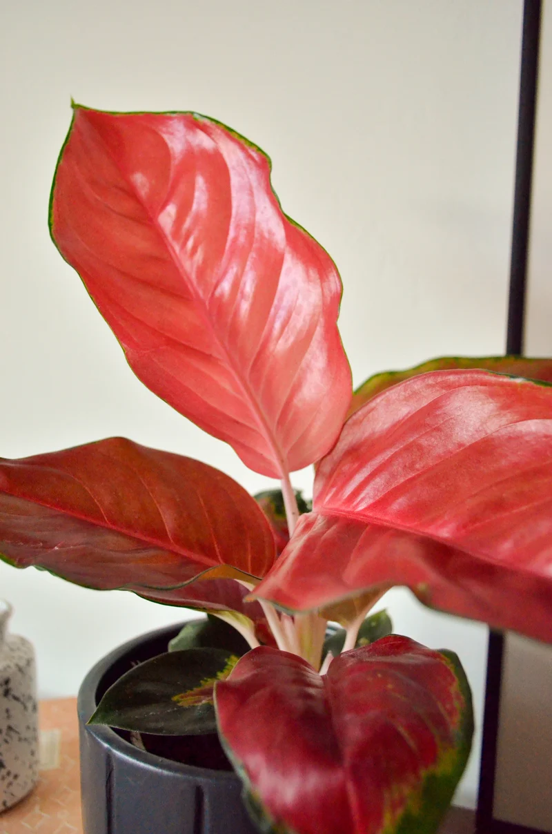 Aglaonema red star (Kolbenfaden) (S)