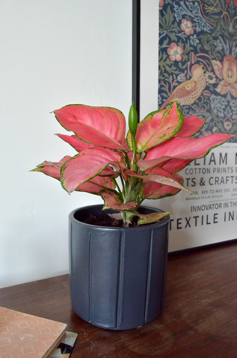 Aglaonema pink star (Kolbenfaden) (S)
