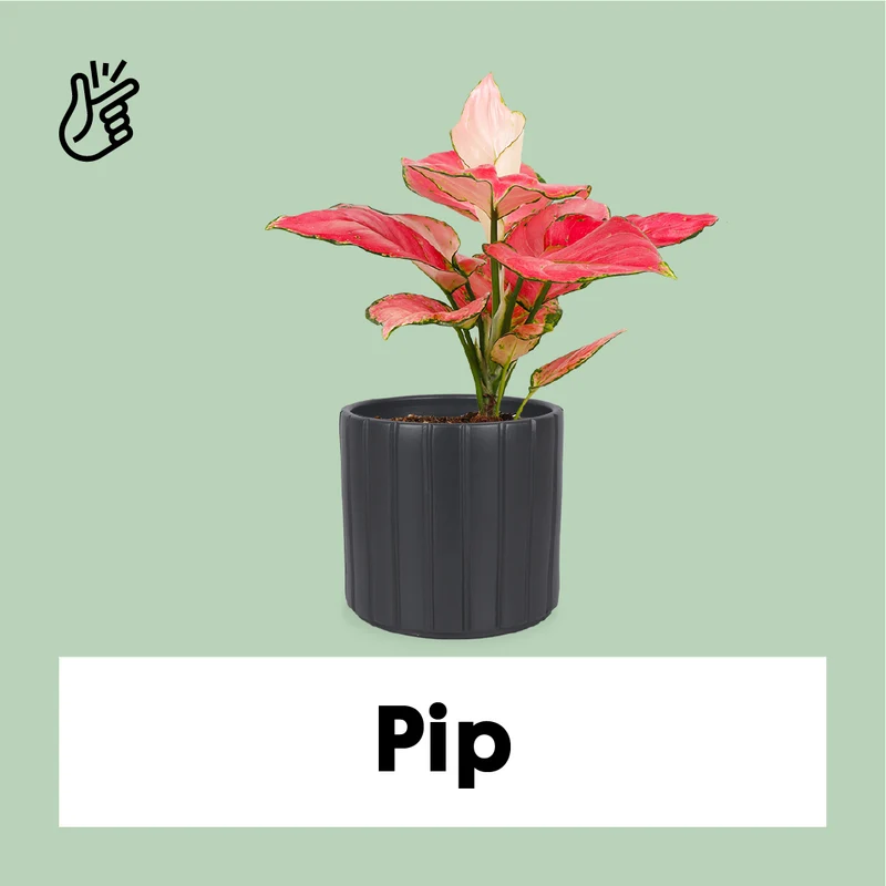 Aglaonema pink star (Kolbenfaden) (S)