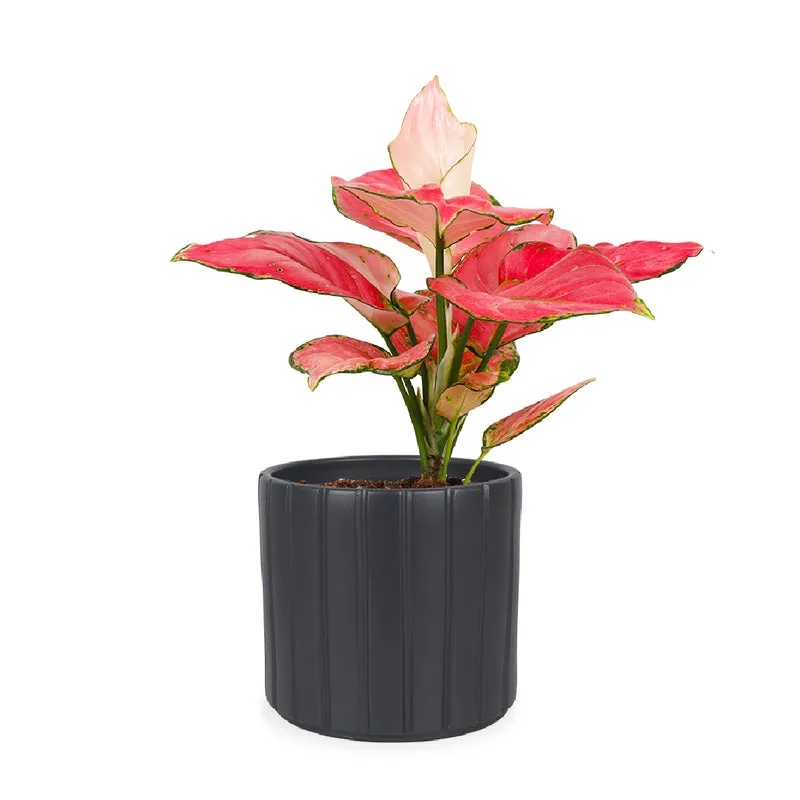 Aglaonema pink star (Kolbenfaden) (S)