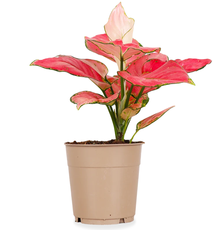 Aglaonema pink star (Kolbenfaden) (S)