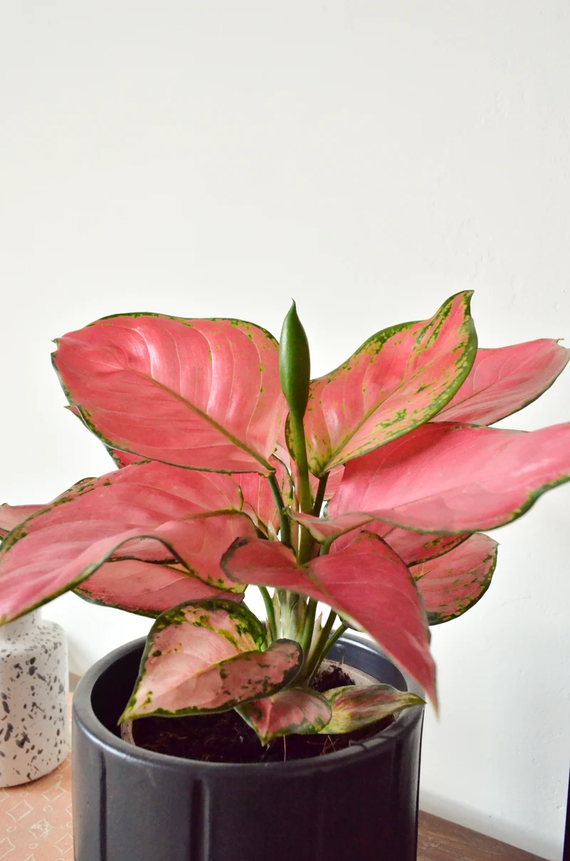 Aglaonema pink star (Kolbenfaden) (S)