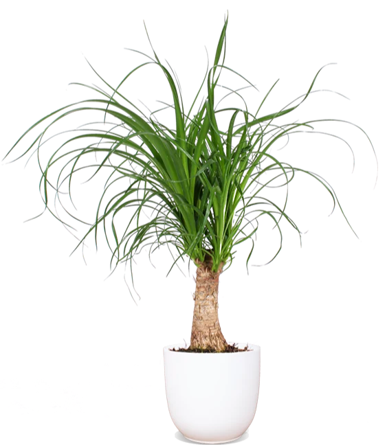 Beaucarnea (Elefantenfuß) (S)