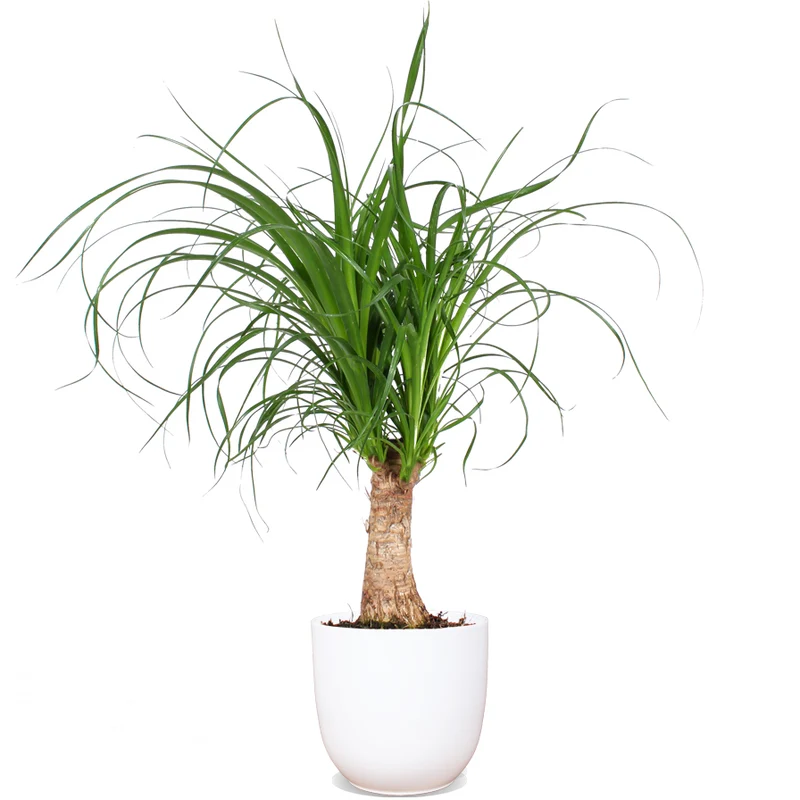 Beaucarnea (Elefantenfuß) (S)