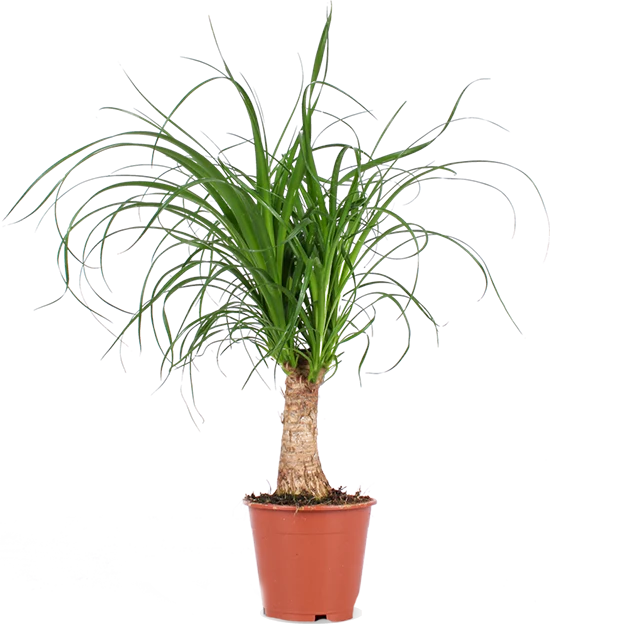 Beaucarnea (Elefantenfuß) (S)