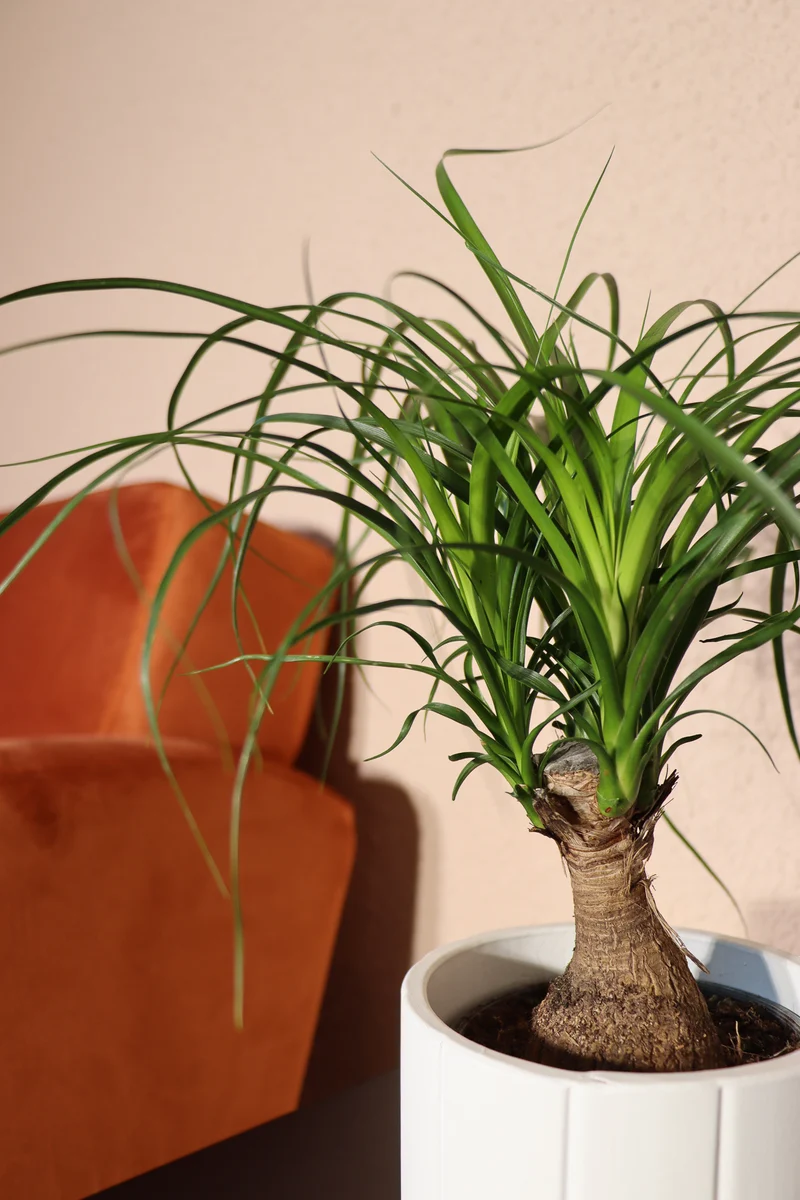 Beaucarnea (Elefantenfuß) (S)