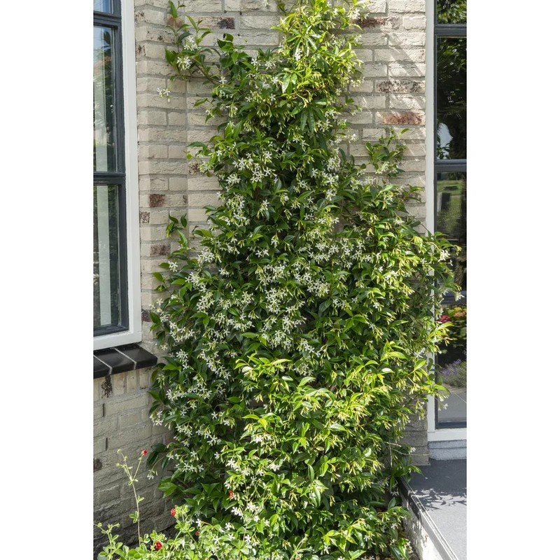 Trachelospermum Dreierset – Kletterpflanzen-Mischung