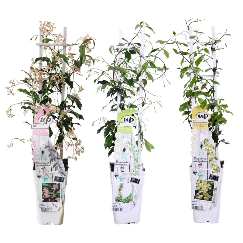 Trachelospermum Dreierset – Kletterpflanzen-Mischung