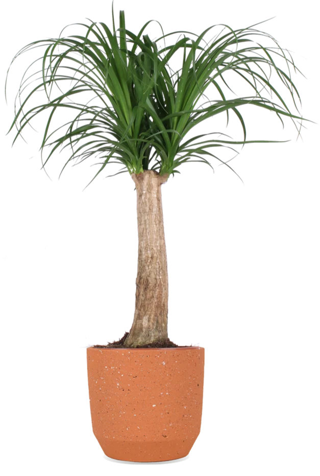 Beaucarnea (Elefantenfuß) (M)