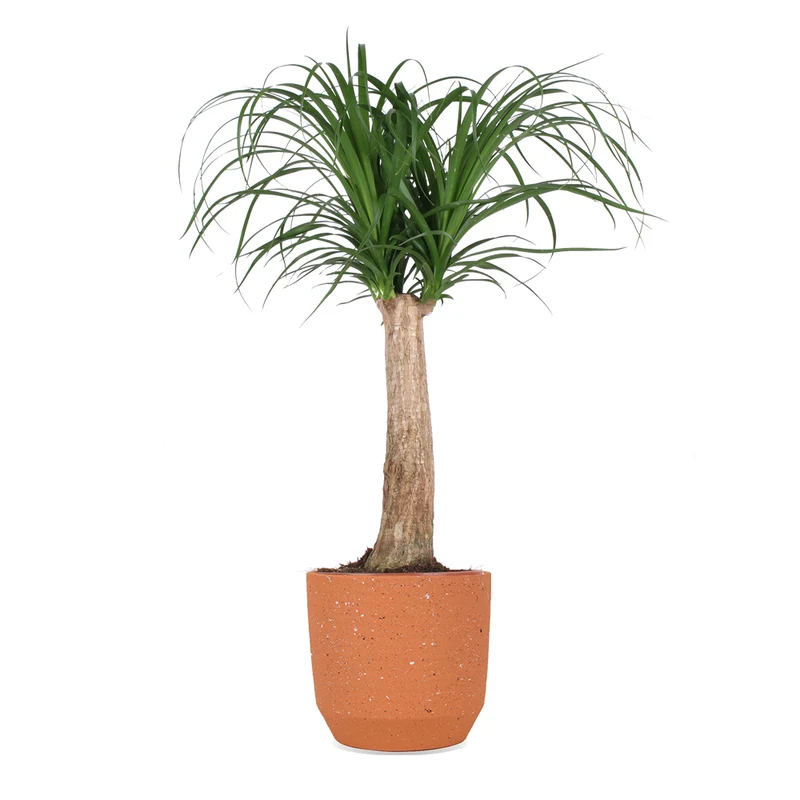 Beaucarnea (Elefantenfuß) (M)