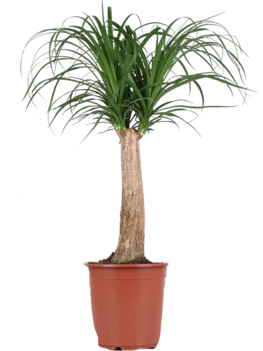 Beaucarnea (Elefantenfuß) (M)