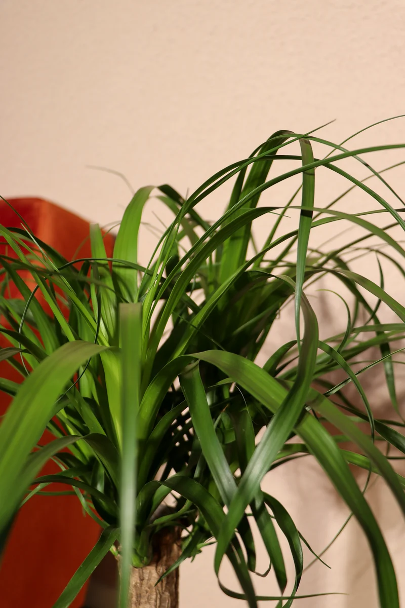Beaucarnea (Elefantenfuß) (M)