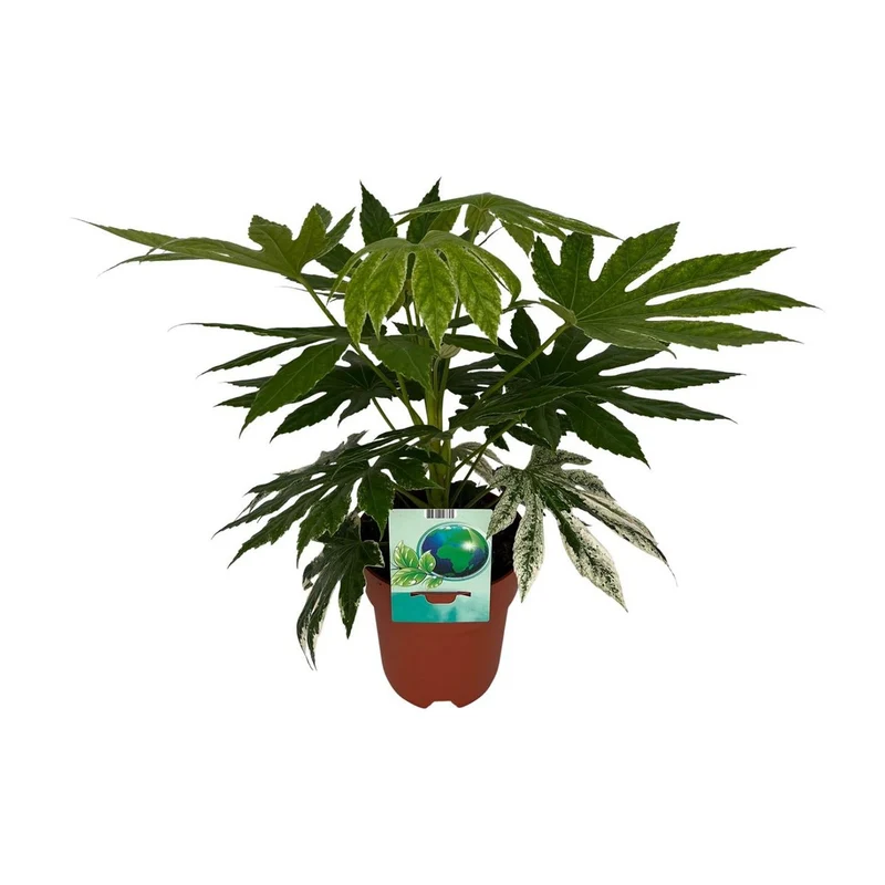 Fatsia japonica Spiderweb – panaschierte Blattschönheit