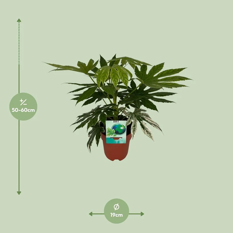 Fatsia japonica Spiderweb – panaschierte Blattschönheit