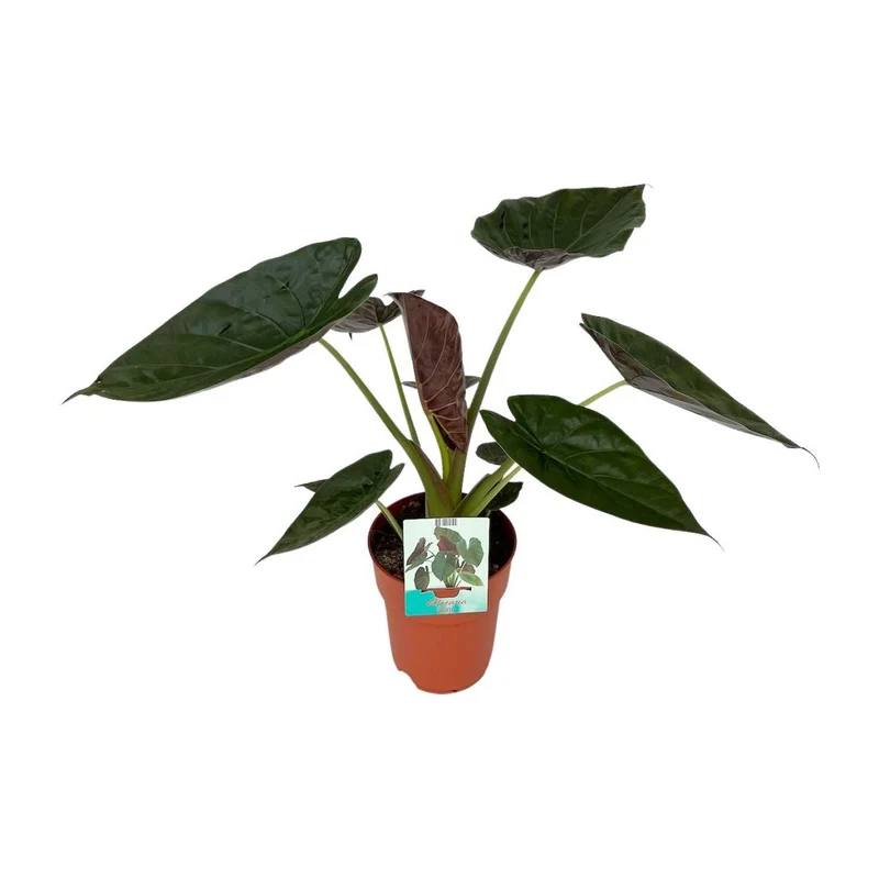 Alocasia Wesii – Elefantenohrpflanze mit ausdrucksstarkem Blattwerk