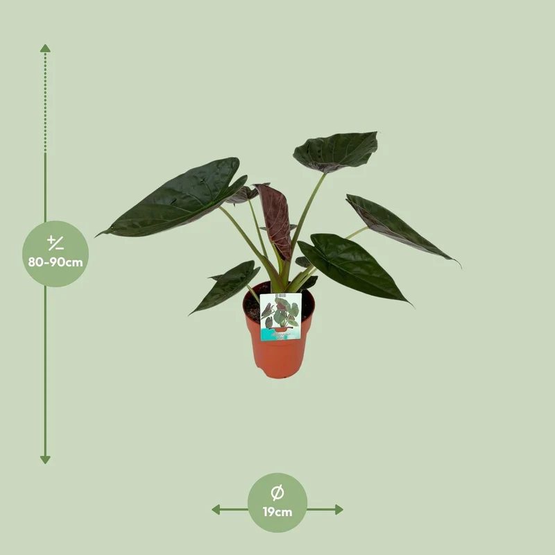Alocasia Wesii – Elefantenohrpflanze mit ausdrucksstarkem Blattwerk