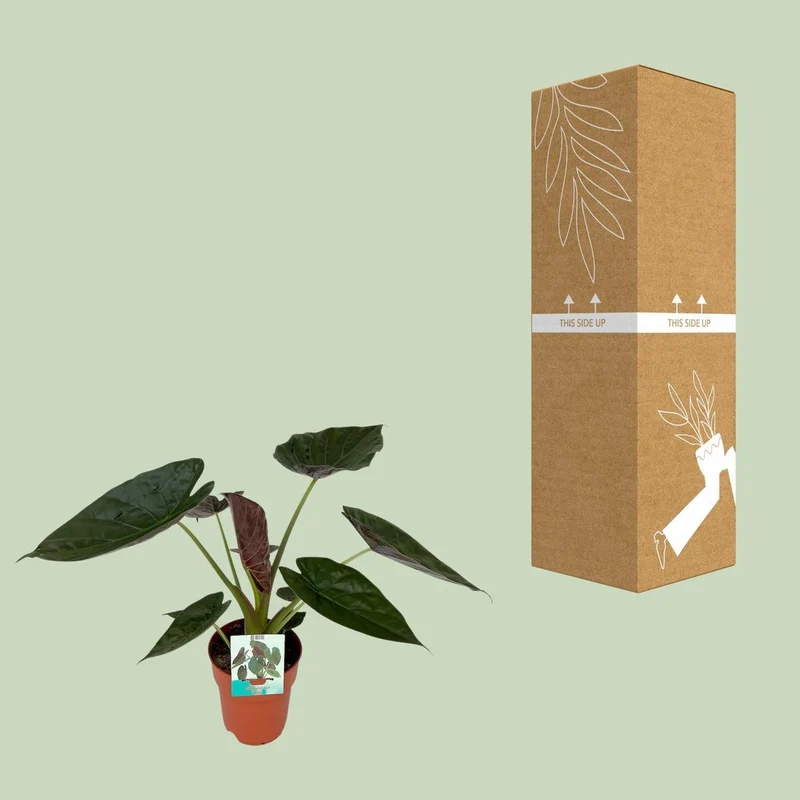 Alocasia Wesii – Elefantenohrpflanze mit ausdrucksstarkem Blattwerk