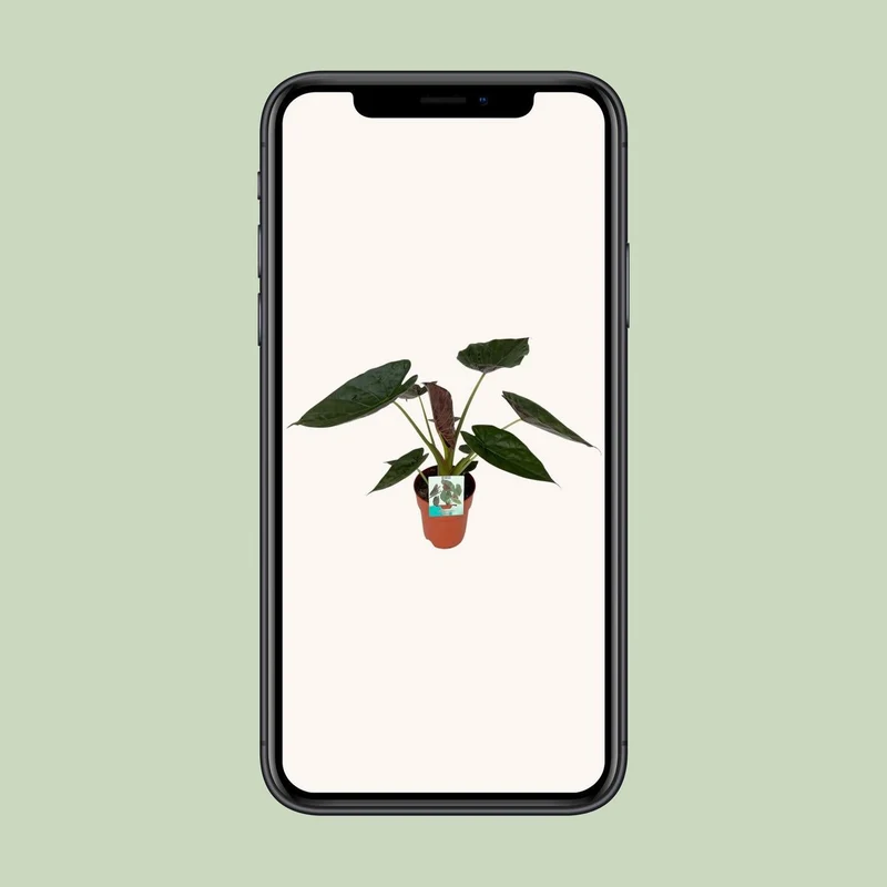 Alocasia Wesii – Elefantenohrpflanze mit ausdrucksstarkem Blattwerk