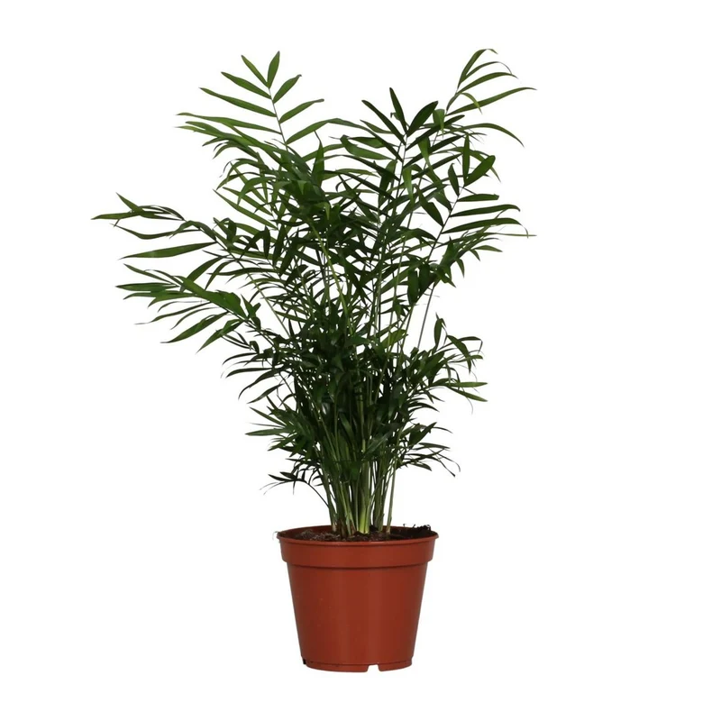 Bergpalme – filigrane Blattschönheit für schattige Ecken
