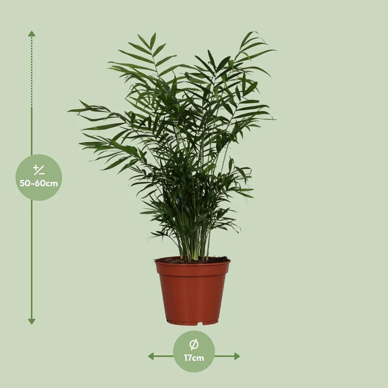 Bergpalme – filigrane Blattschönheit für schattige Ecken