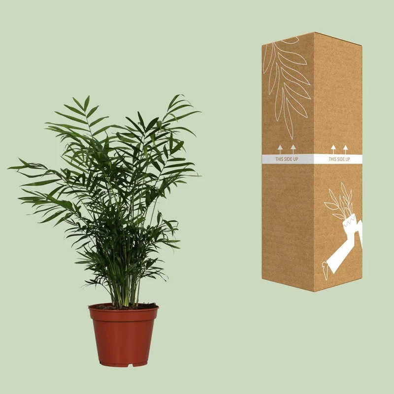 Bergpalme – filigrane Blattschönheit für schattige Ecken