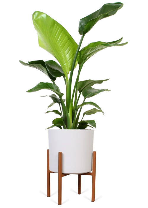Strelitzia nicolai (Paradiesvogelblume) (M)