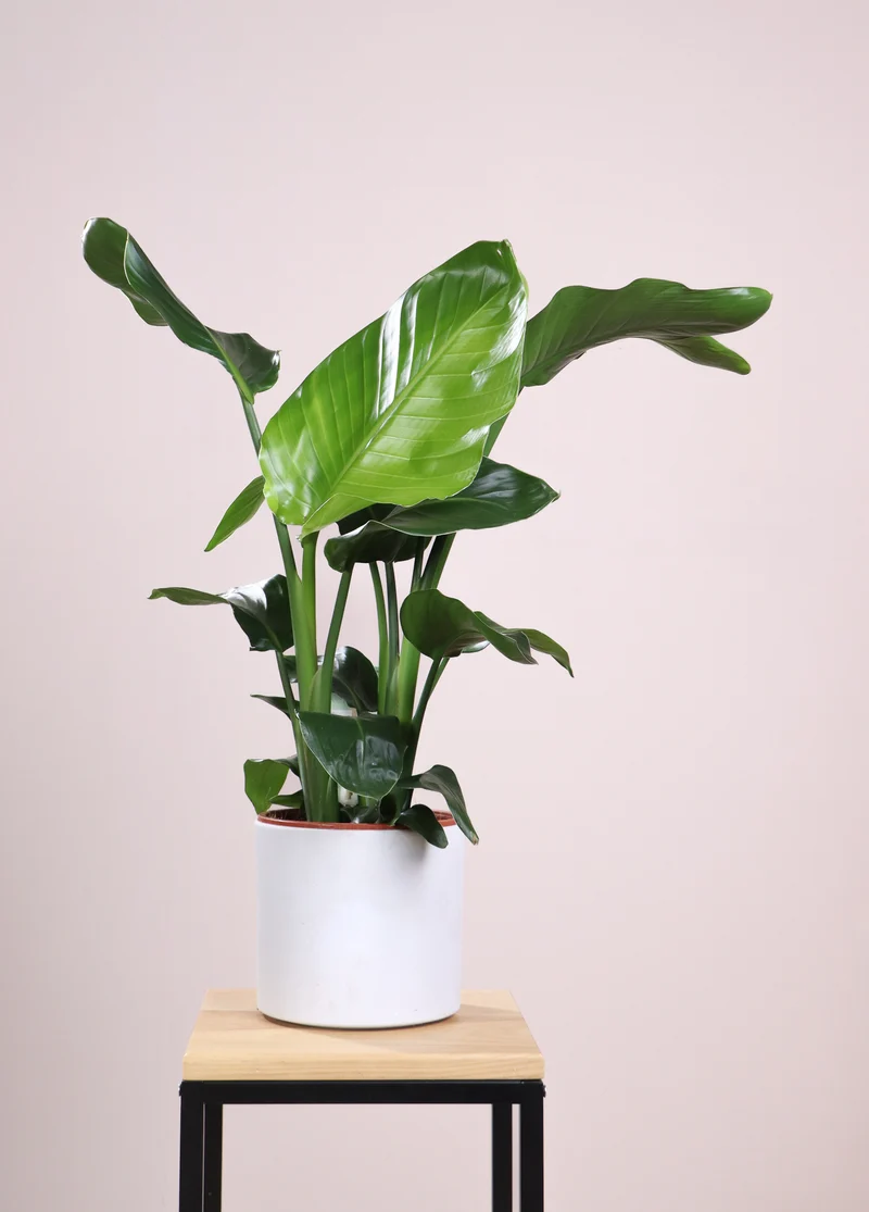 Strelitzia nicolai (Paradiesvogelblume) (M)