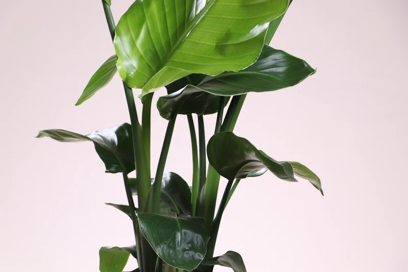 Strelitzia nicolai (Paradiesvogelblume) (M)