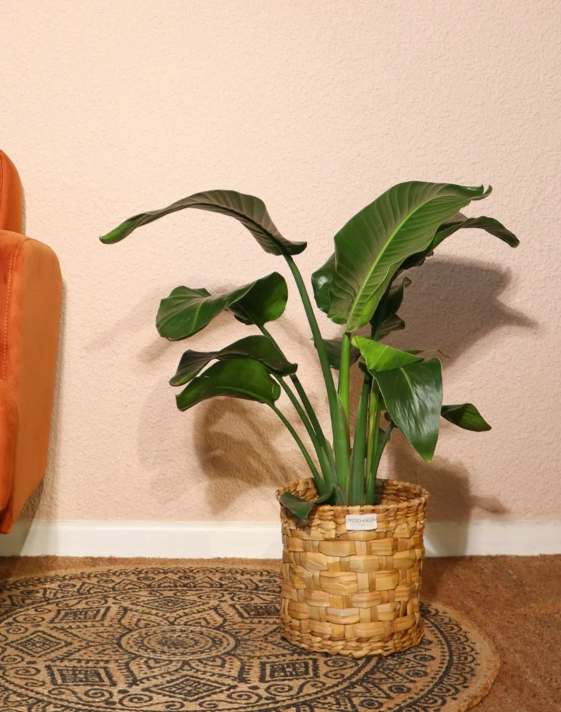 Strelitzia nicolai (Paradiesvogelblume) (M)