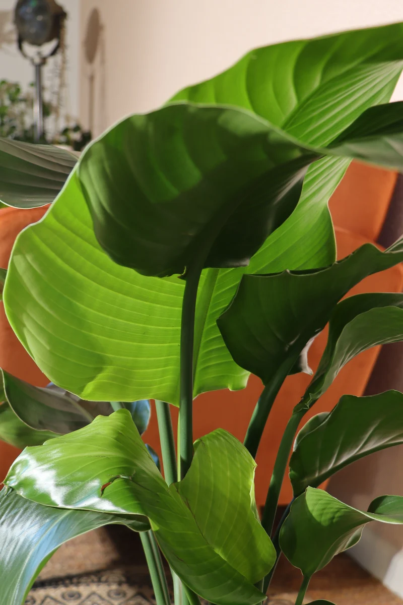 Strelitzia nicolai (Paradiesvogelblume) (M)