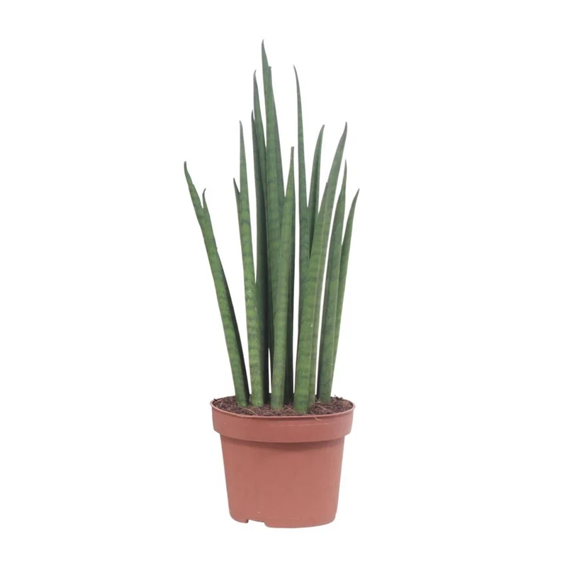 Sansevieria Mickal – pflegeleichte Blattschmuckpflanze