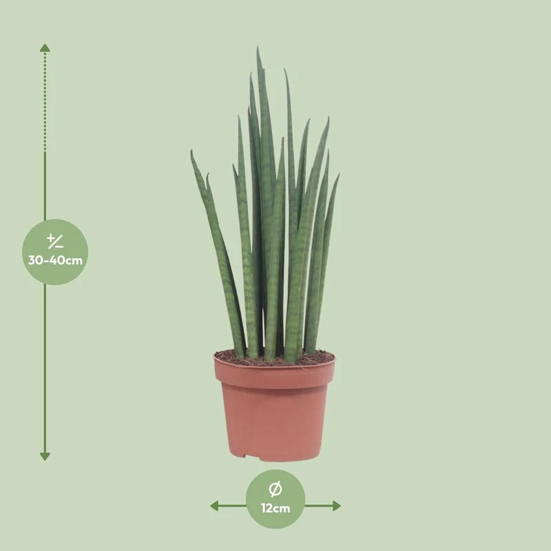 Sansevieria Mickal – pflegeleichte Blattschmuckpflanze