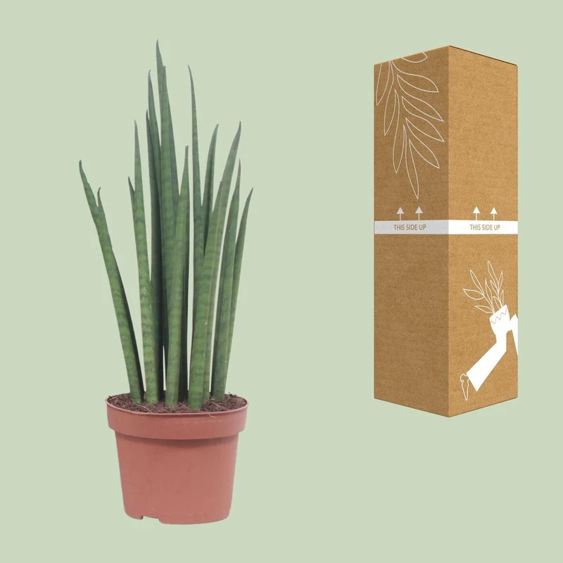 Sansevieria Mickal – pflegeleichte Blattschmuckpflanze
