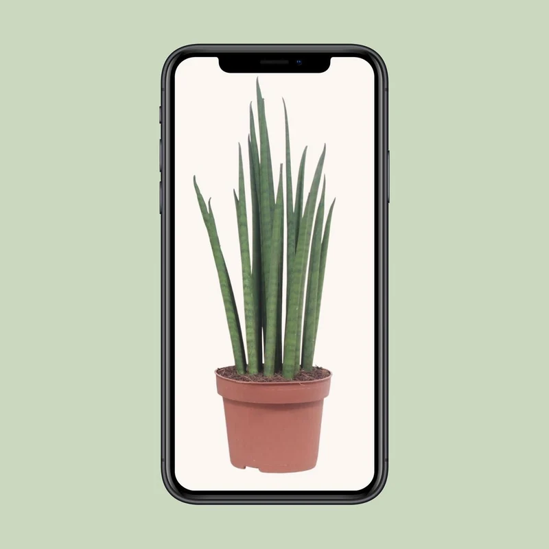 Sansevieria Mickal – pflegeleichte Blattschmuckpflanze