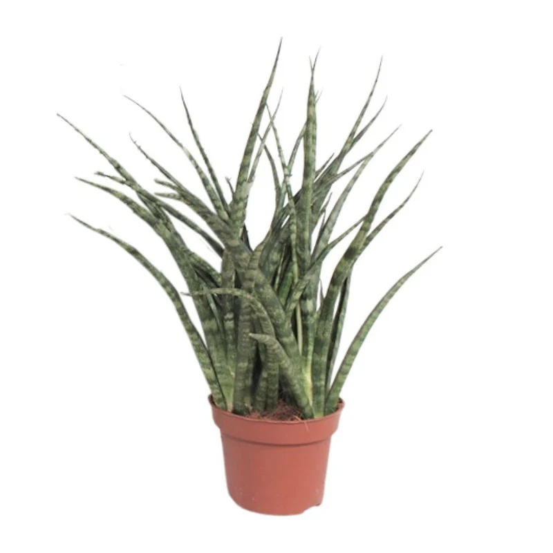 Sansevieria Fernwood Punk – moderne Zimmerpflanze