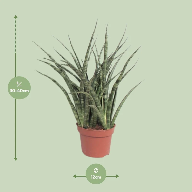 Sansevieria Fernwood Punk – moderne Zimmerpflanze