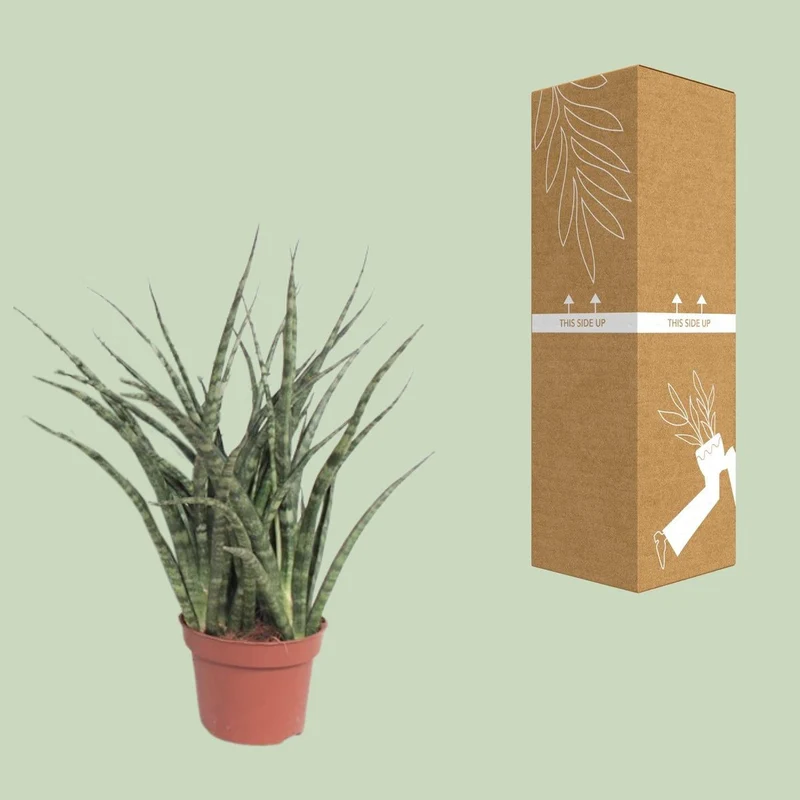 Sansevieria Fernwood Punk – moderne Zimmerpflanze